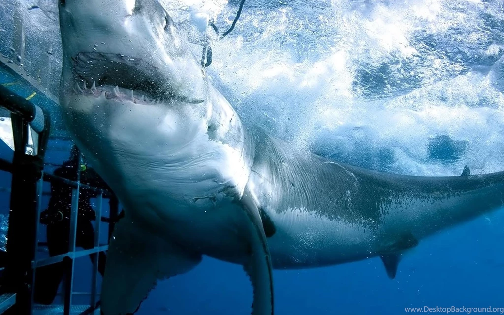 Giant Shark Wallpaper Diver Image Hotel Picture.jpg