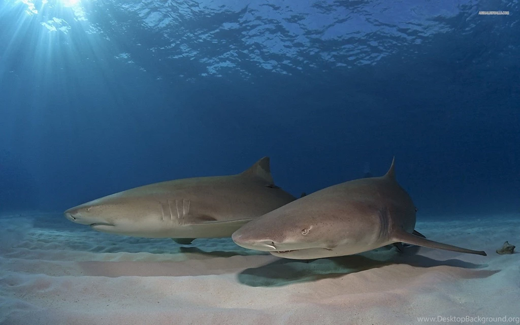 158 Shark HD Wallpapers