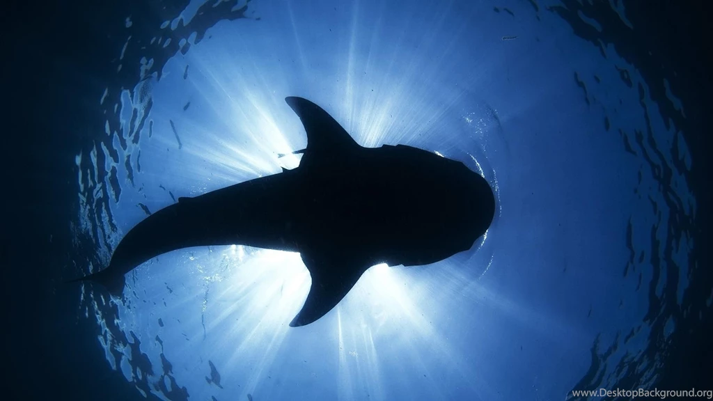 Shark Wallpapers >> Backgrounds With Quality HD