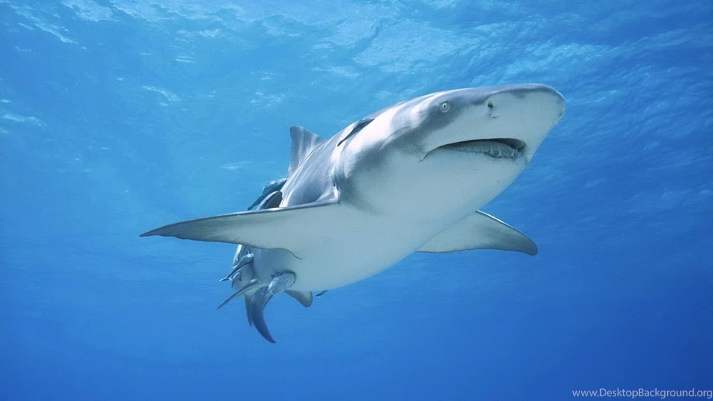 Great White Shark.jpg