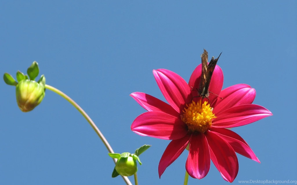 Flower Wallpapers For Desktop 1788896