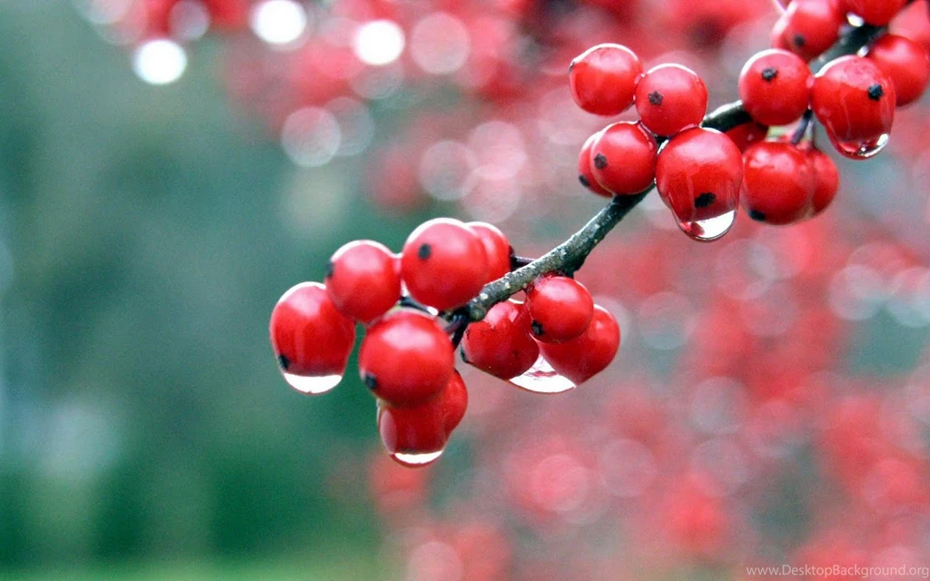Red Flower Wallpapers For Desktop Backgrounds Ever Free Download ...