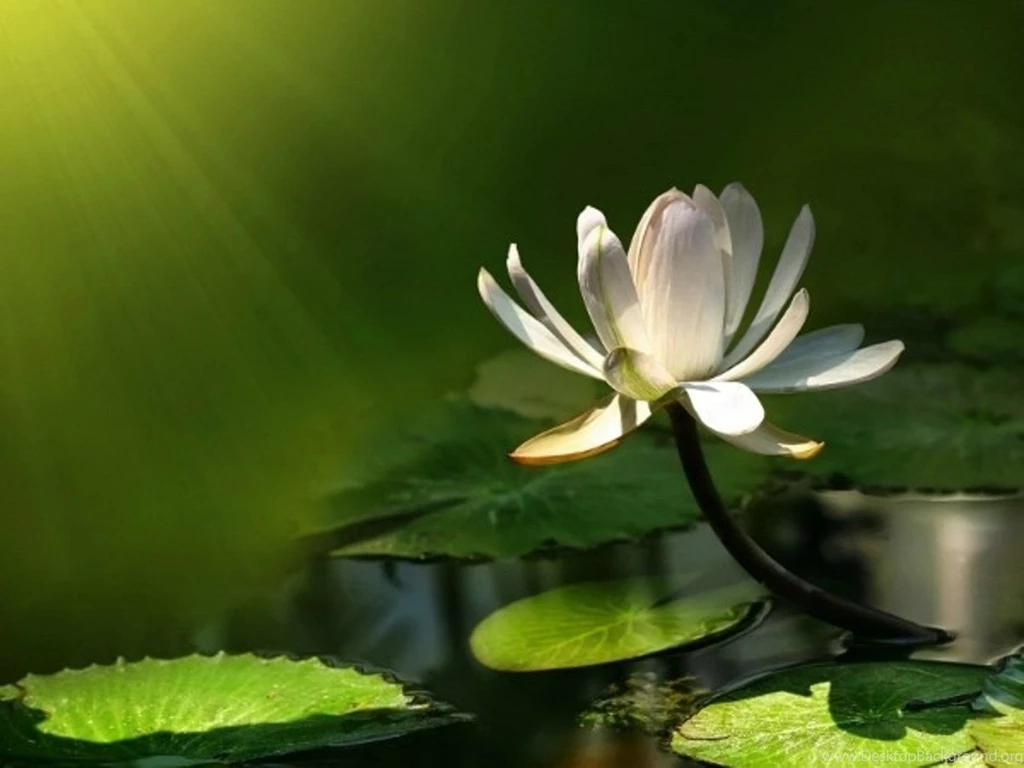 Lotus Flower Desktop Wallpapers