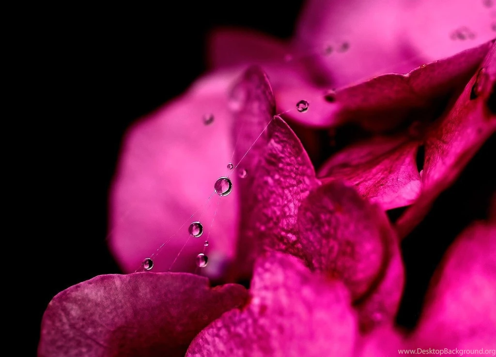 Superb HD Flowers Desktop Wallpaper Backgrounds