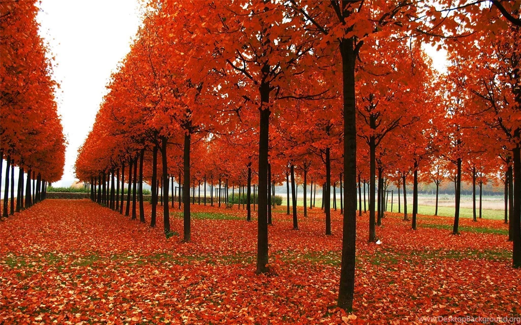Autumn Willow Tree Nature Wallpaper Images HD