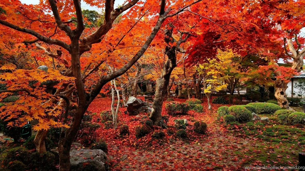 HD Quality Beautiful Autumn Widescreen Wallpapers HD 8 ...