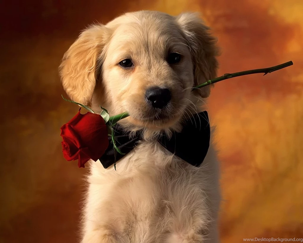 Dog Wallpapers Full HD