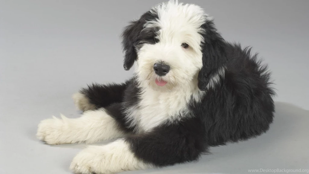 Dog wallpaper 6.jpg