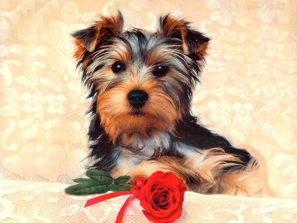 Dogs Wallpapers Dog Wallpapers Dog Wallpapers Dogs Wallpapers Dogs ...