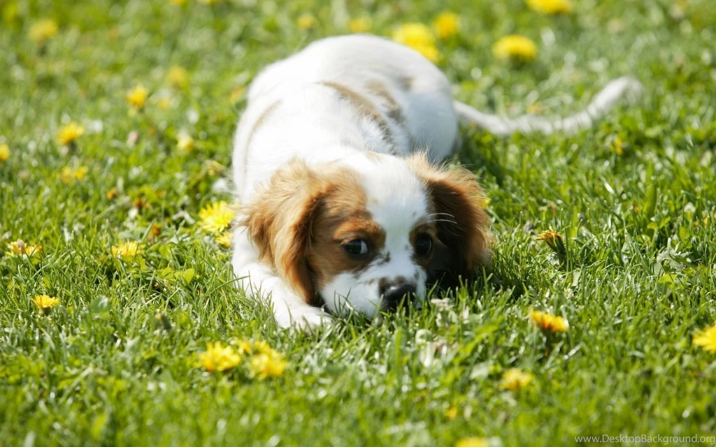 Great Dog Wallpapers
