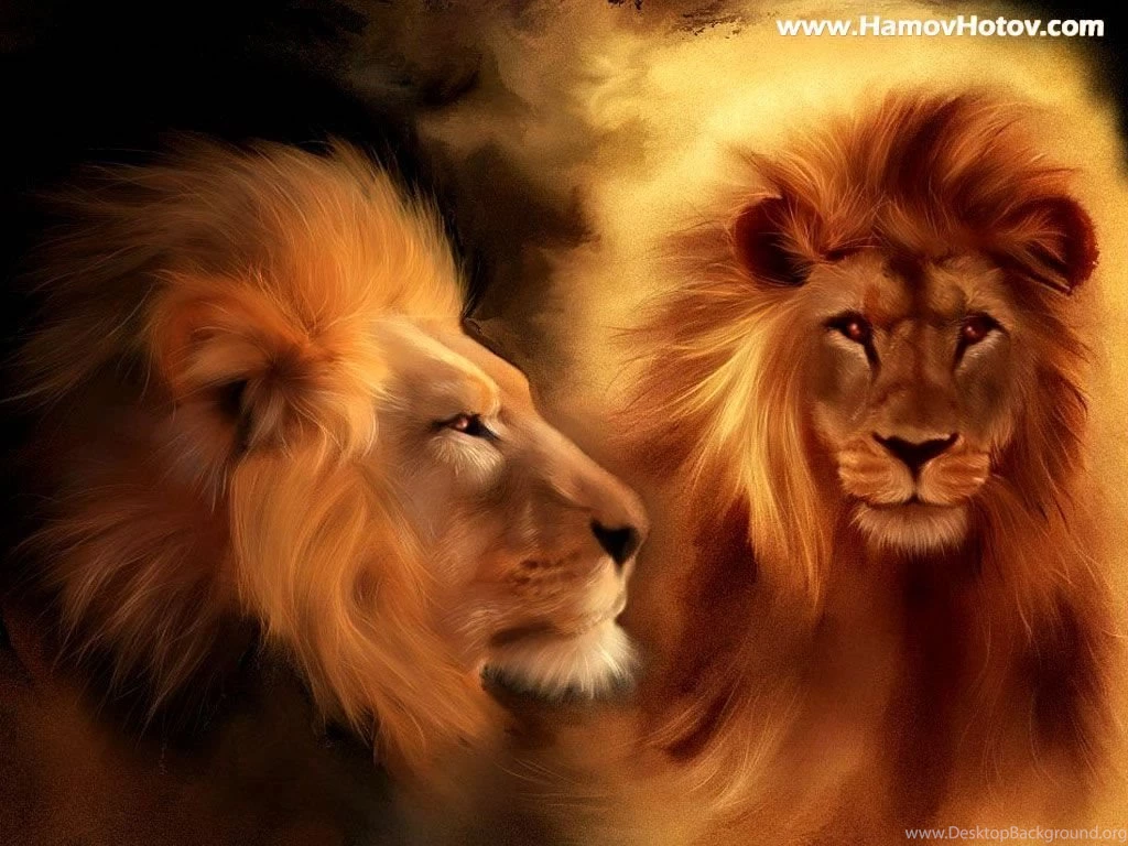 Lions Wallpaper.
