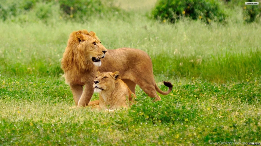 YouWall Lions On The Grass Wallpapers Wallpaper,wallpapers,free ...