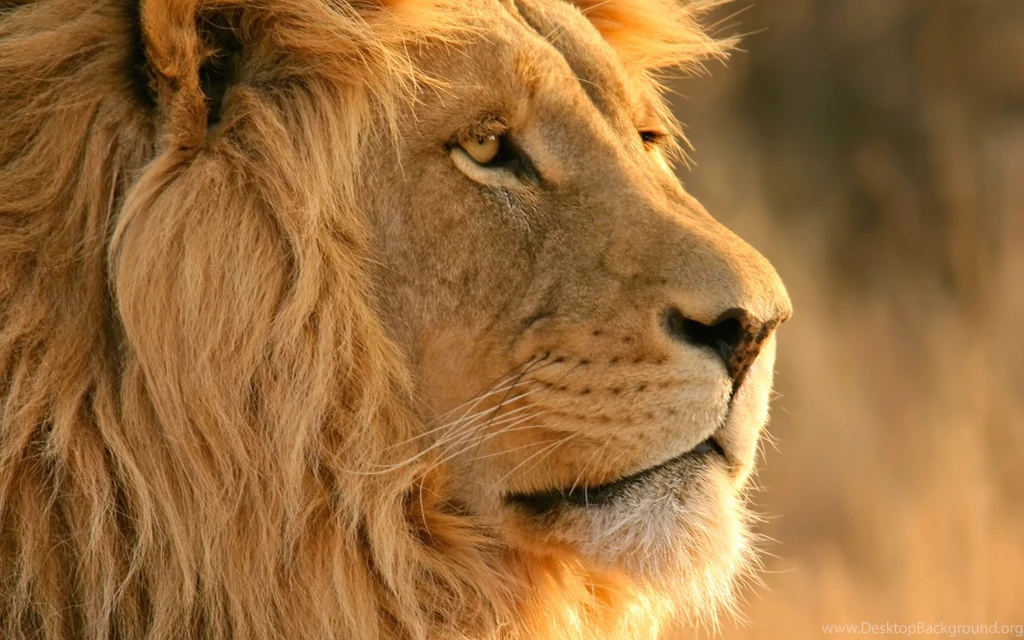 35+ Beautiful Lion Wallpapers For Desktop Backgrounds