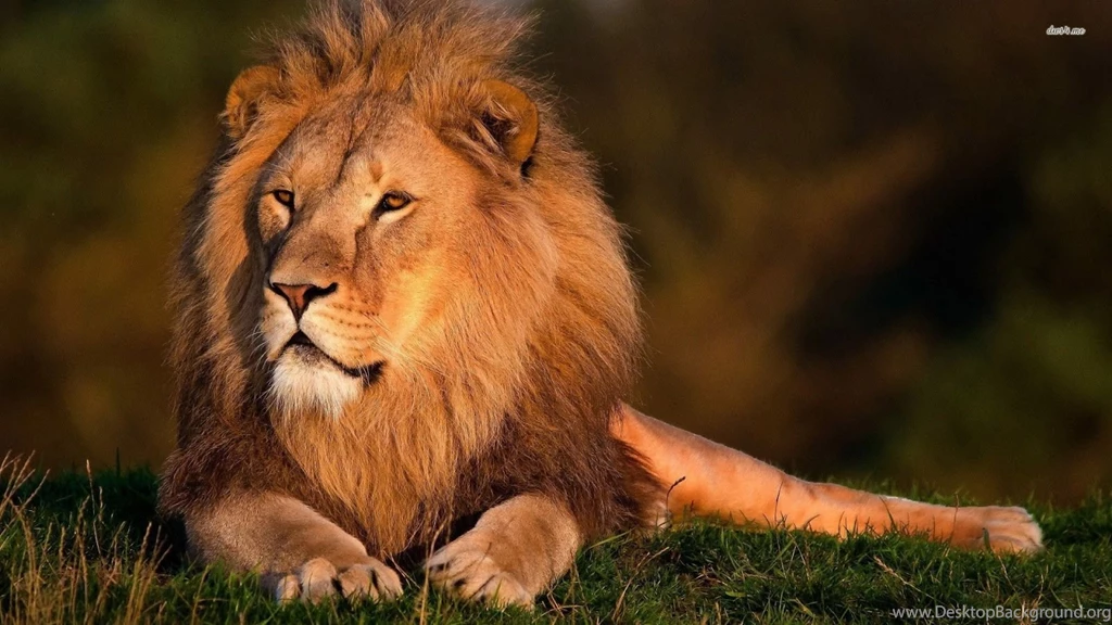 Lion Pictures HD Wallpapers Lion HD Animal Wallpapers