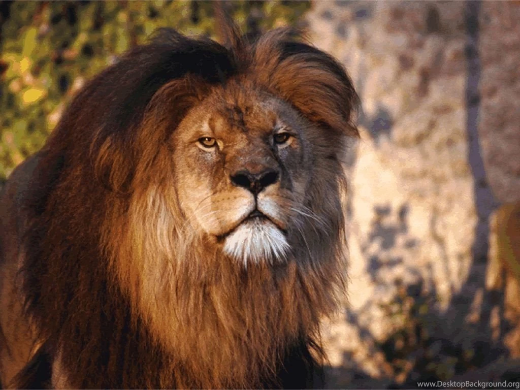 30 Best Lion Wallpapers