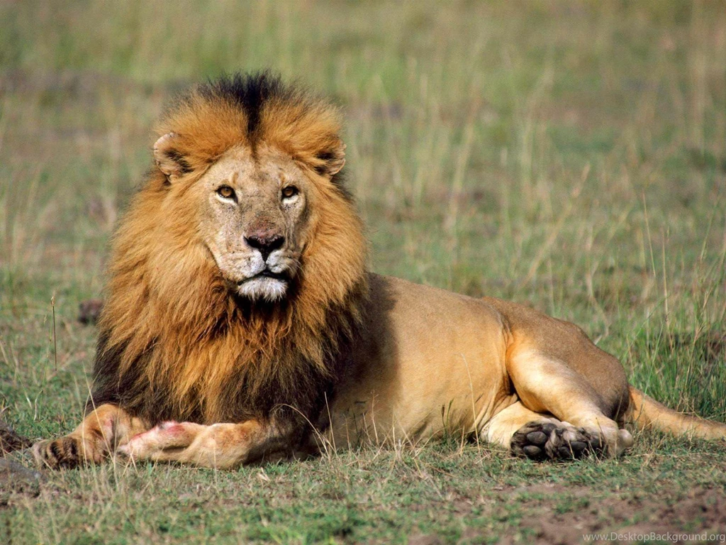 Lion In The Wild Wallpapers
