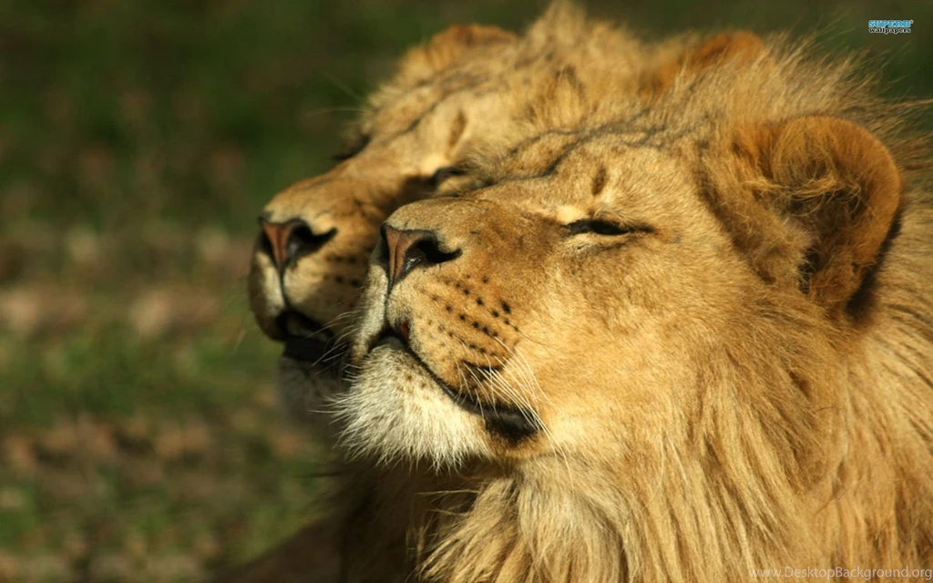 Lions Wallpapers Animal Wallpapers