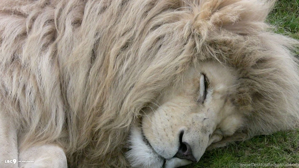 White Lions Wallpapers Wallpaper.