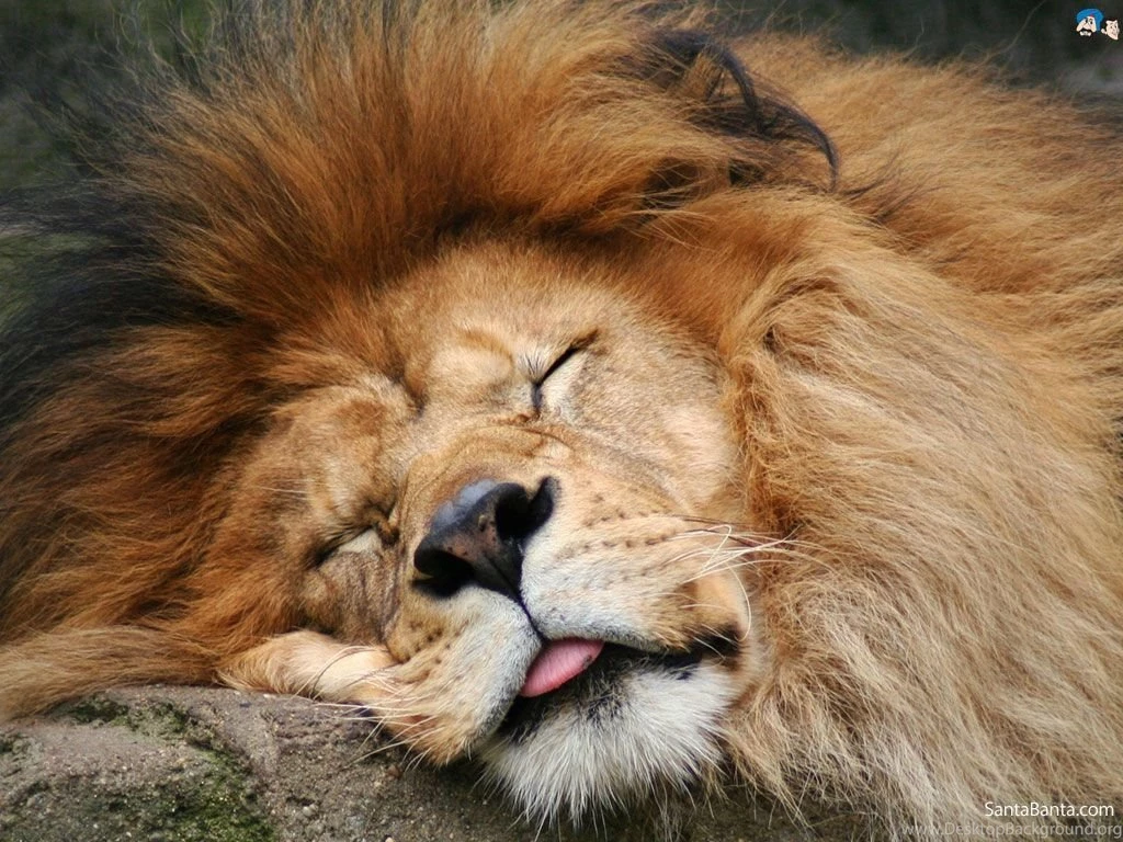 Lions Wallpapers