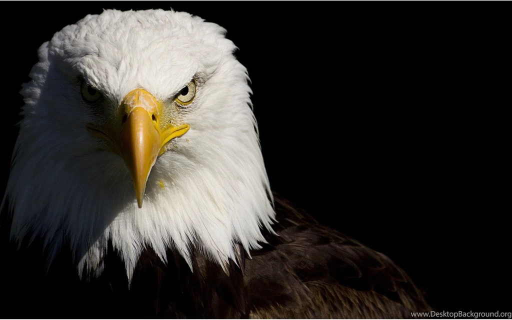 Download Eagle Wallpapers For Iphone