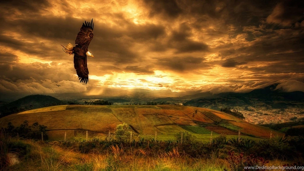 Flying Eagle HD Wallpapers, Flying Eagle Pictures, New Wallpapers