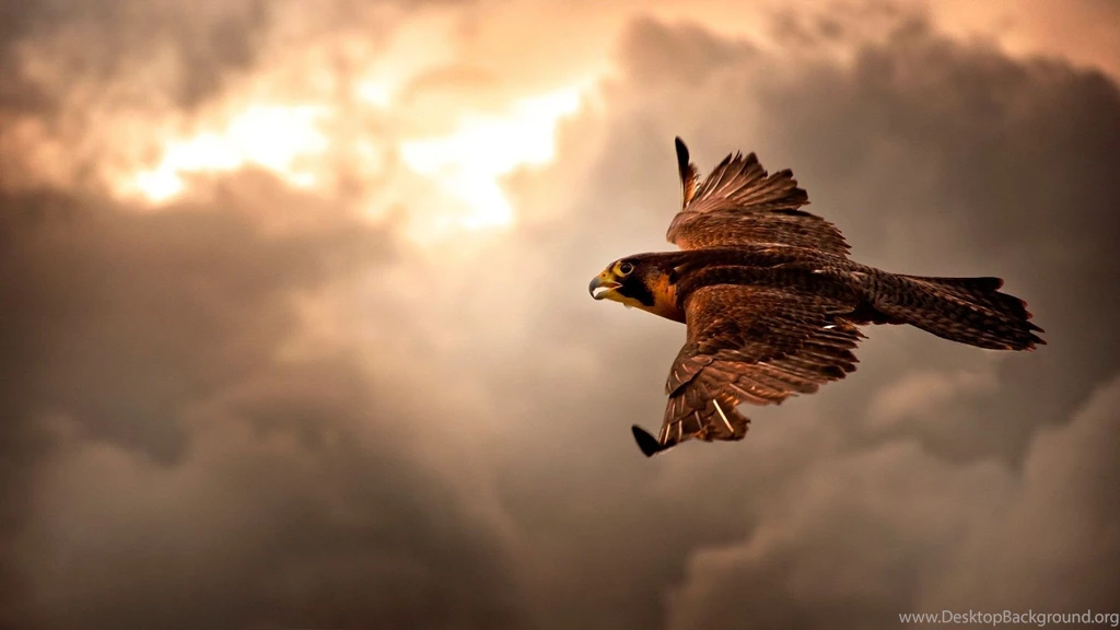 Eagle HD Wallpapers