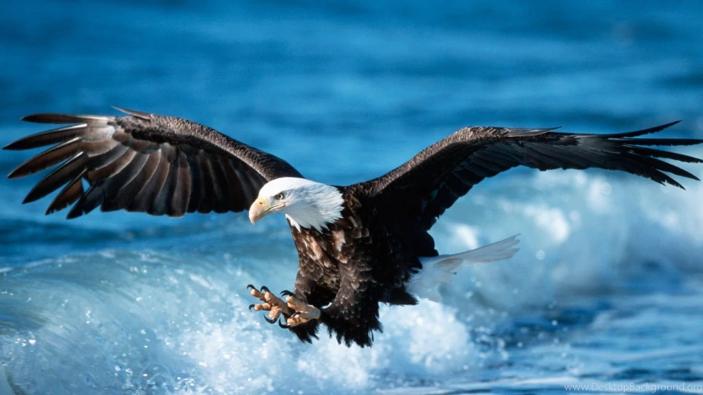 Eagle Wallpaper Backgrounds