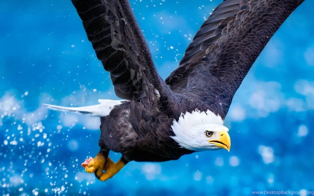 Eagle Wallpapers High Quality