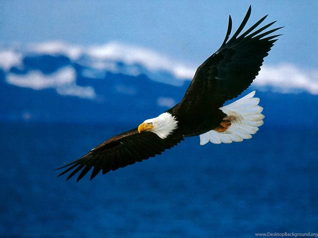 Bald Eagle HD Wallpapers