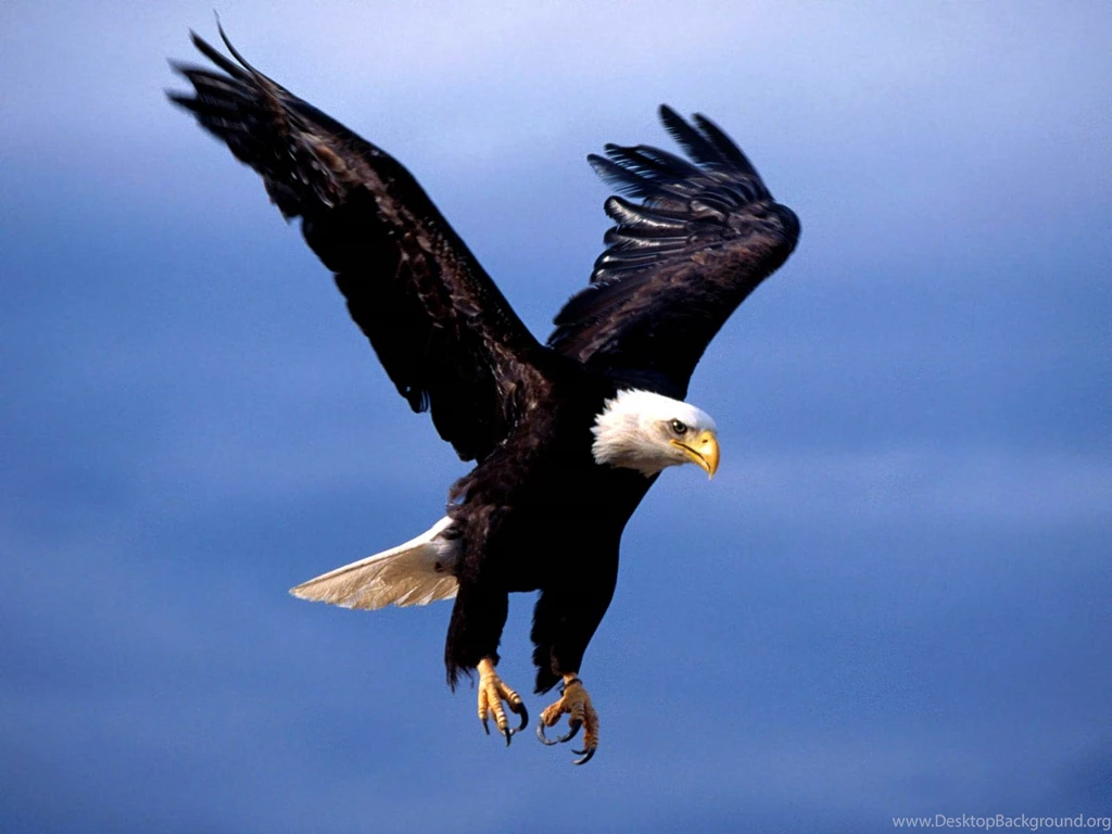 Bald Eagle Wallpapers And Backgrounds   Animals Town