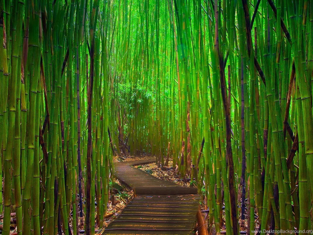 Wallpapers Proslut: High Resolution Beautiful Nature Jungle ...