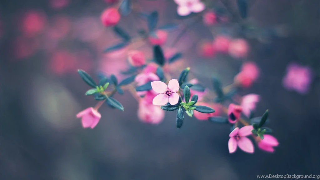 Free Leafs Mac Wallpapers, iMac Wallpapers, Retina MacBook Pro ...