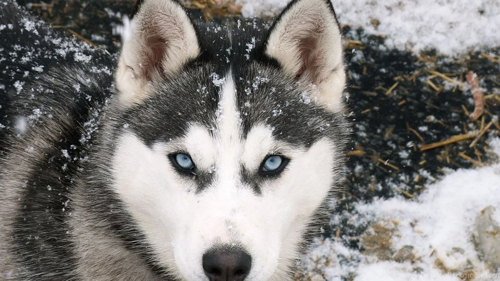 Wolf Wallpapers 1920x1080