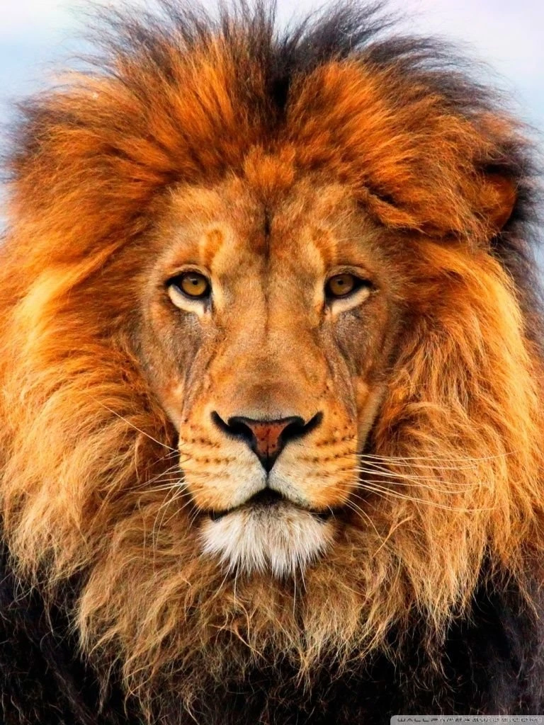 Lion HD Desktop Wallpapers : Widescreen : Fullscreen : Mobile ...