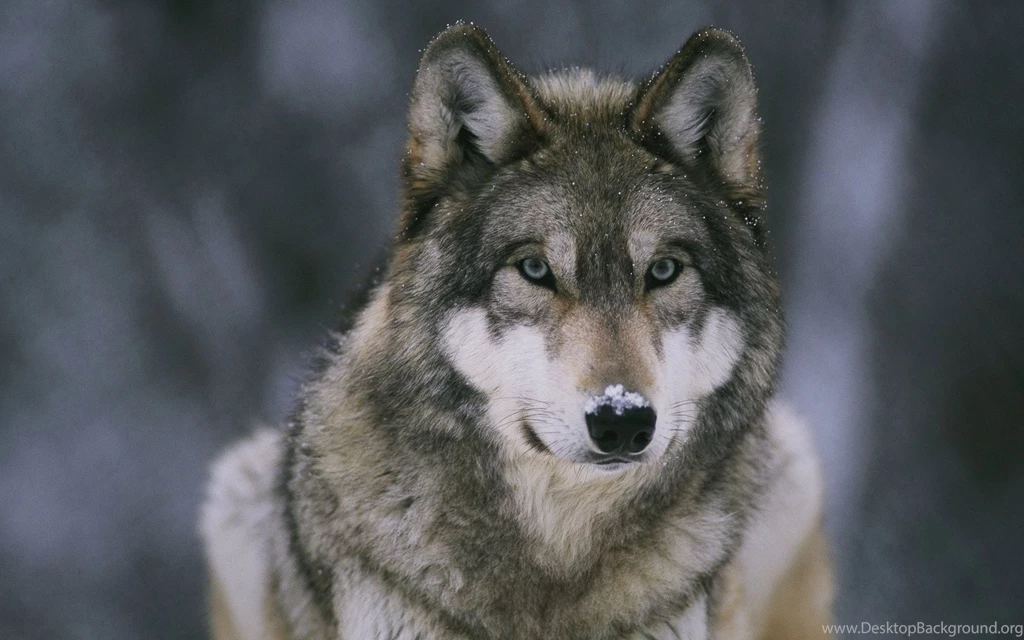 Wolf Wallpapers Manualwall.com