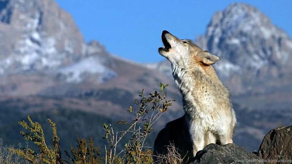 White wolf