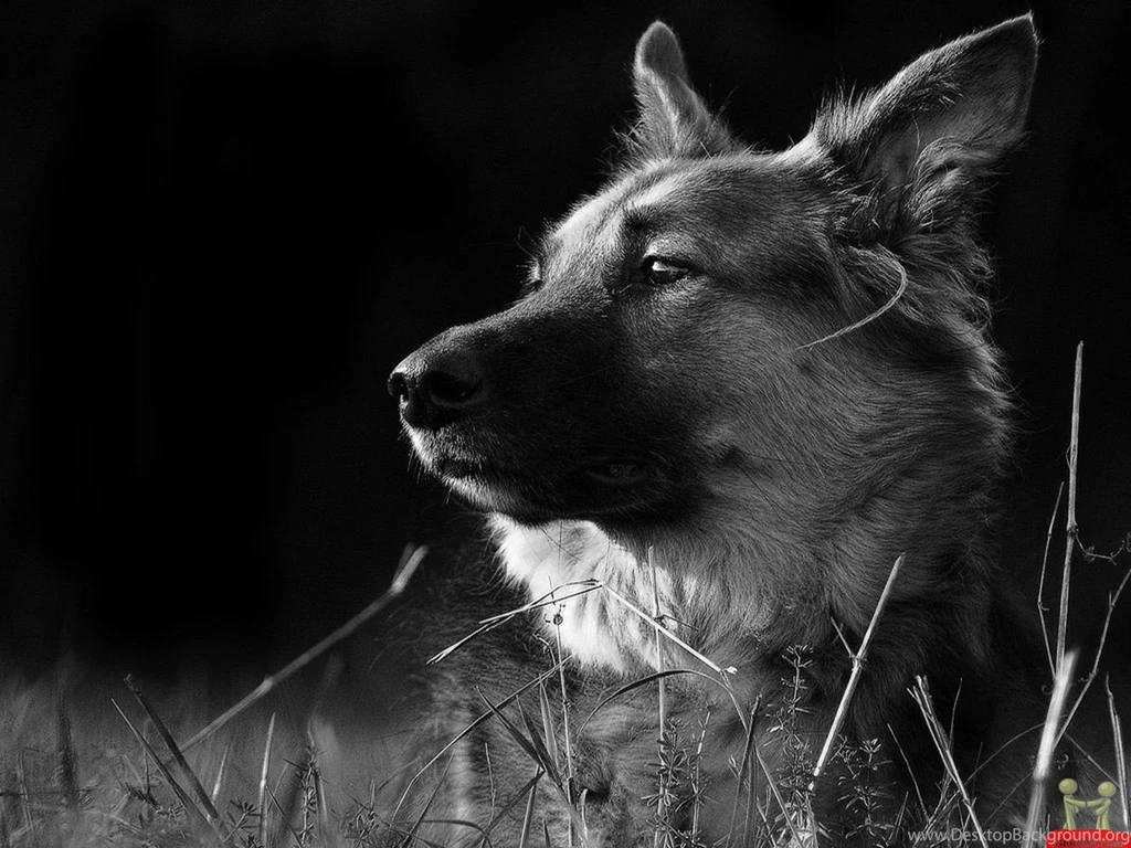 Wolf Dog Hd Wallpapers E Entertainment PowerballForLife