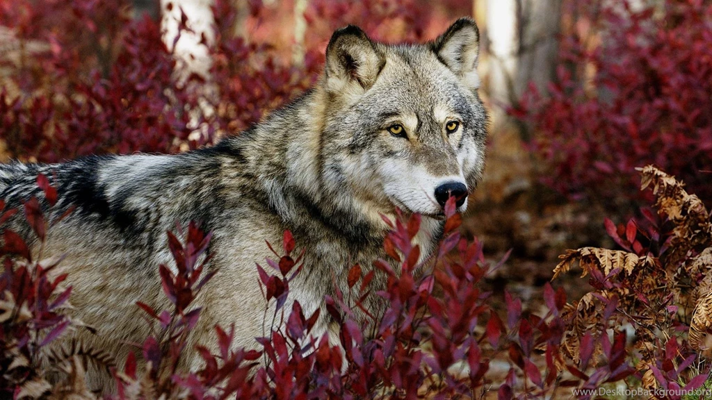 Wolf Wallpapers 1920x1080