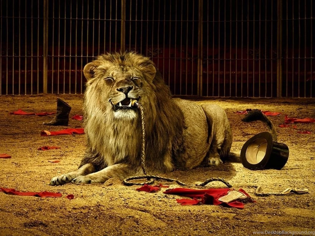 Lion Wallpapers For Desktop Free Download