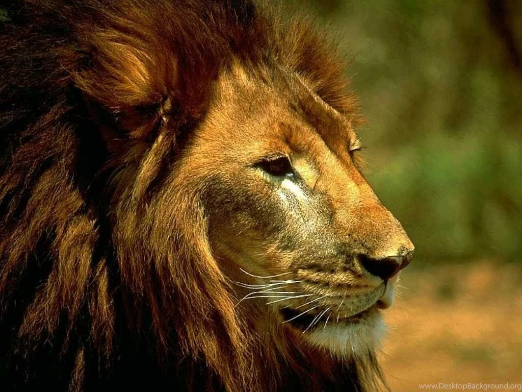 Free Lion Wallpapers