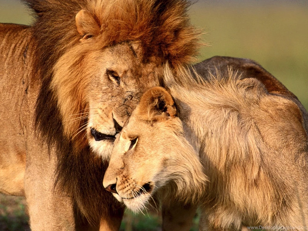 Lion HD Wallpapers And Backgrounds