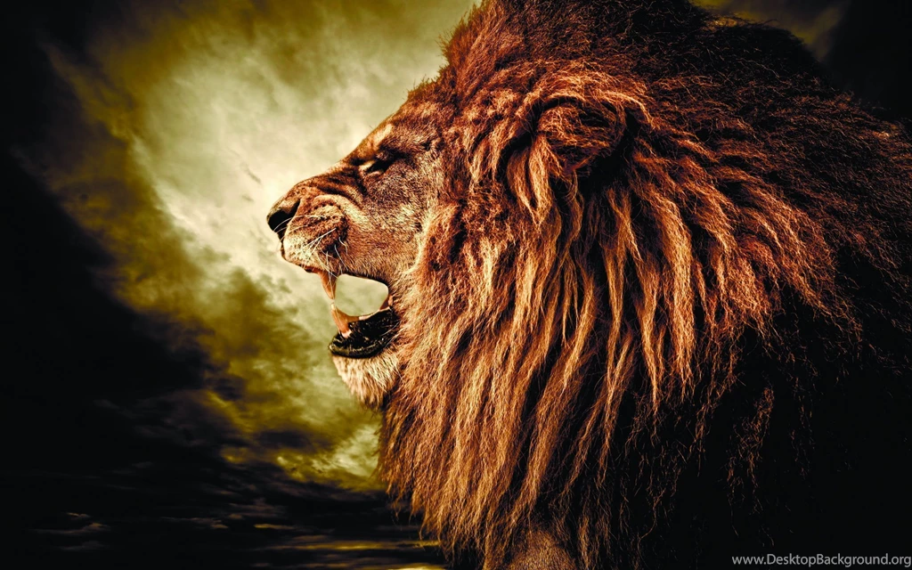 794 Lion HD Wallpapers