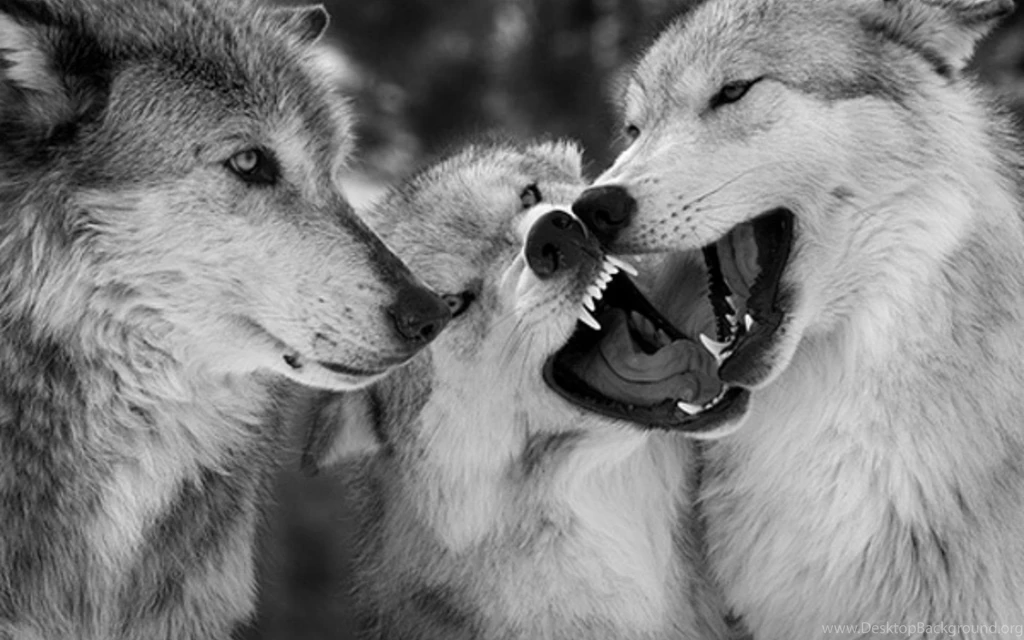 803 Wolf HD Wallpapers