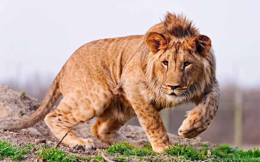 Lion Hd Wallpapers