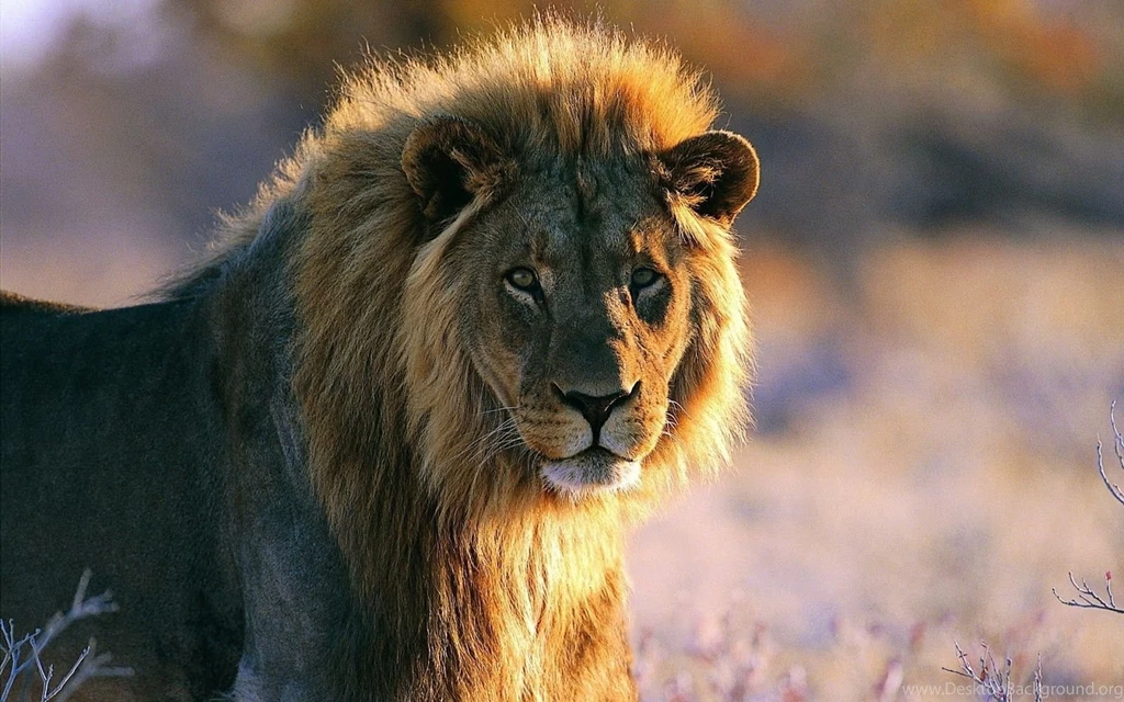 African Lion New Hd Wallpapers 2013
