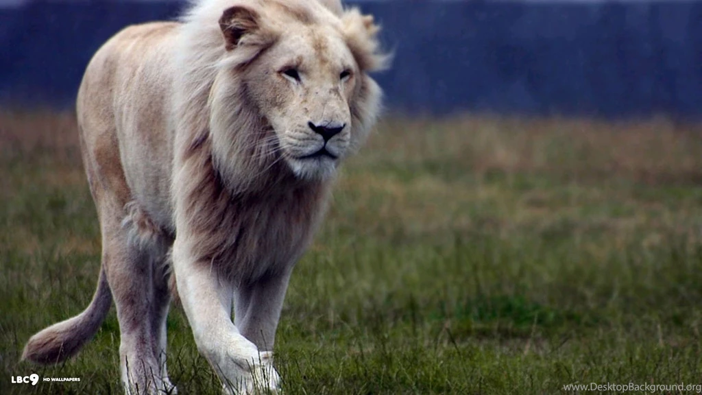 Asian And African Lion HD Wallpapers 1080p Free Download