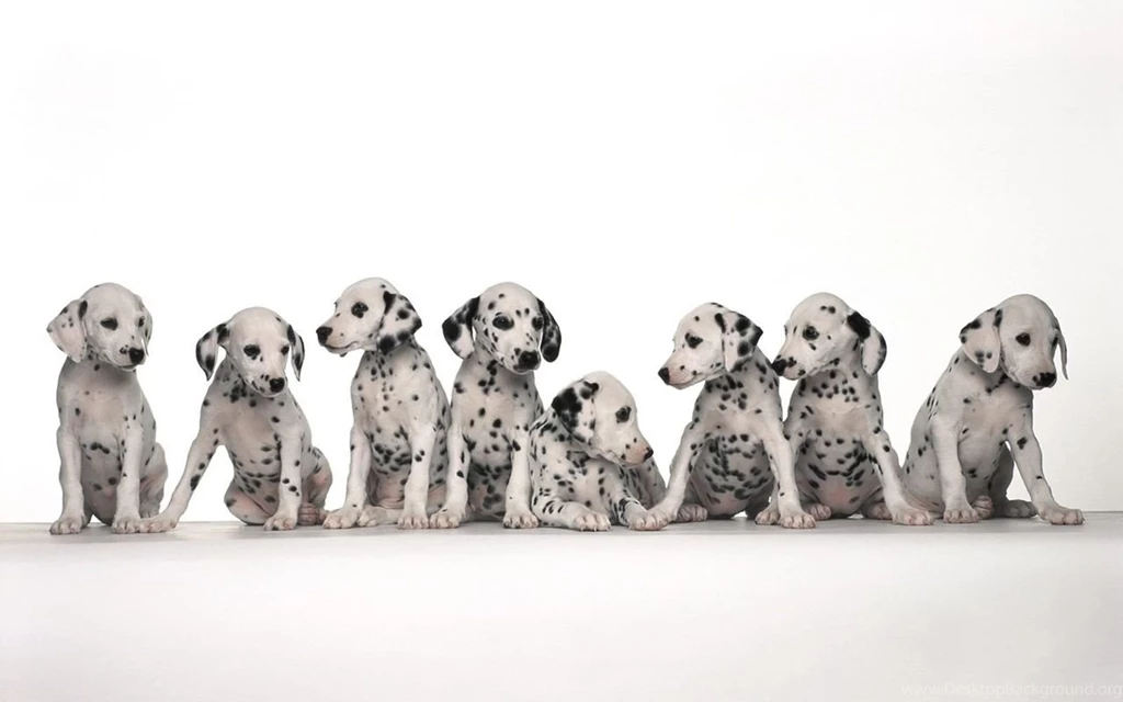 Dog Wallpaper Images