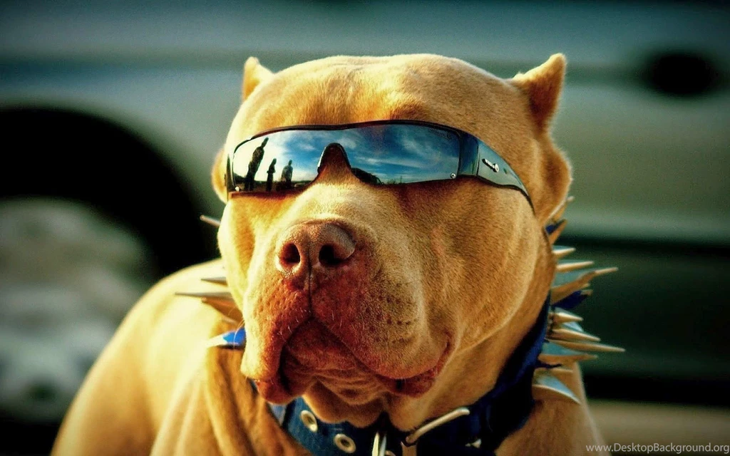 Cute Dog Wallpapers