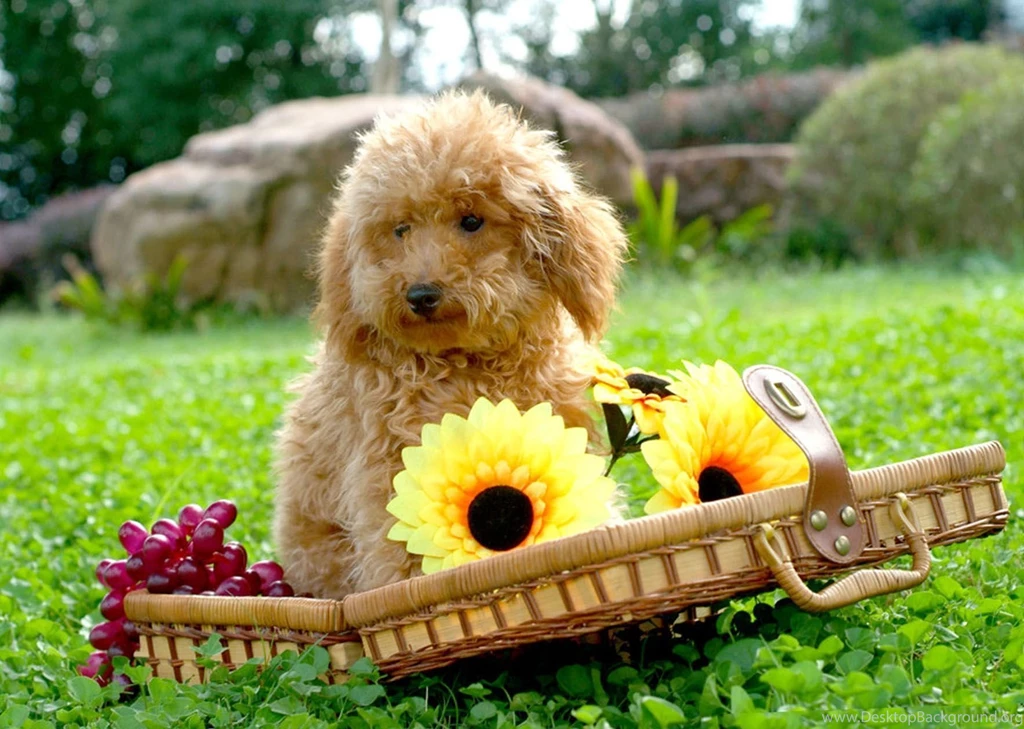 Dog Backgrounds, Best Friend, Lovely Dog Images, Dog Eye, Download ...