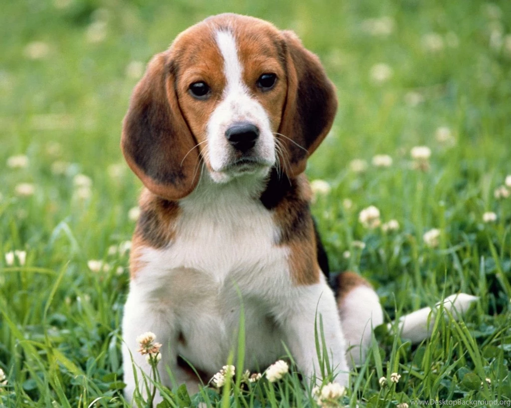 Dog Backgrounds, Lovely Dog Images, Dog Eye, Wallpapers Of Dog ...
